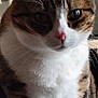 abyssinian, animal, cat, hardwood, kitten, manx, pet, siamese, wood