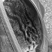 Mia participe au concours pour gagner de l'argent avec cette photo : abyssinian, accessories, animal, bag, cat, clothing, coat, handbag, hoodie, jacket, kitten, knitwear, manx, pants, person, pet, purse, sweater, sweatshirt, zipper