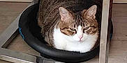 Mia participe au concours pour gagner de l'argent avec cette photo : abyssinian, animal, canine, cat, dog, dogbed, hardwood, kitten, manx, pet, stainedwood, wood