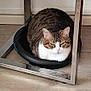 abyssinian, animal, canine, cat, dog, dogbed, hardwood, kitten, manx, pet, stainedwood, wood