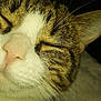 Mia participe au concours pour gagner de l'argent avec cette photo : abyssinian, angora, animal, bodypart, cat, kitten, manx, mouth, person, pet, sleeping, snout