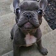 Veda is registered to the contest to win money with this photo: puppy, french_bulldog, dog, pet, outdoor, concrete, steps, close_up, gray, white_patch, curious, animal, young, small, sitting, ears, cute, face, looking_up, fur