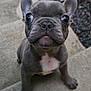 puppy, french_bulldog, dog, pet, outdoor, concrete, steps, close_up, gray, white_patch, curious, animal, young, small, sitting, ears, cute, face, looking_up, fur