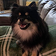 Teddy joined the competition — help win amazing prizes! dog, pet, fluffy, black_and_tan, smiling, indoor, blanket, couch, living_room, fur, cute, happy, domestic_animal, animal, canine, small_dog, portrait, resting, cozy, furniture