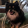 dog, pet, fluffy, black_and_tan, smiling, indoor, blanket, couch, living_room, fur, cute, happy, domestic_animal, animal, canine, small_dog, portrait, resting, cozy, furniture