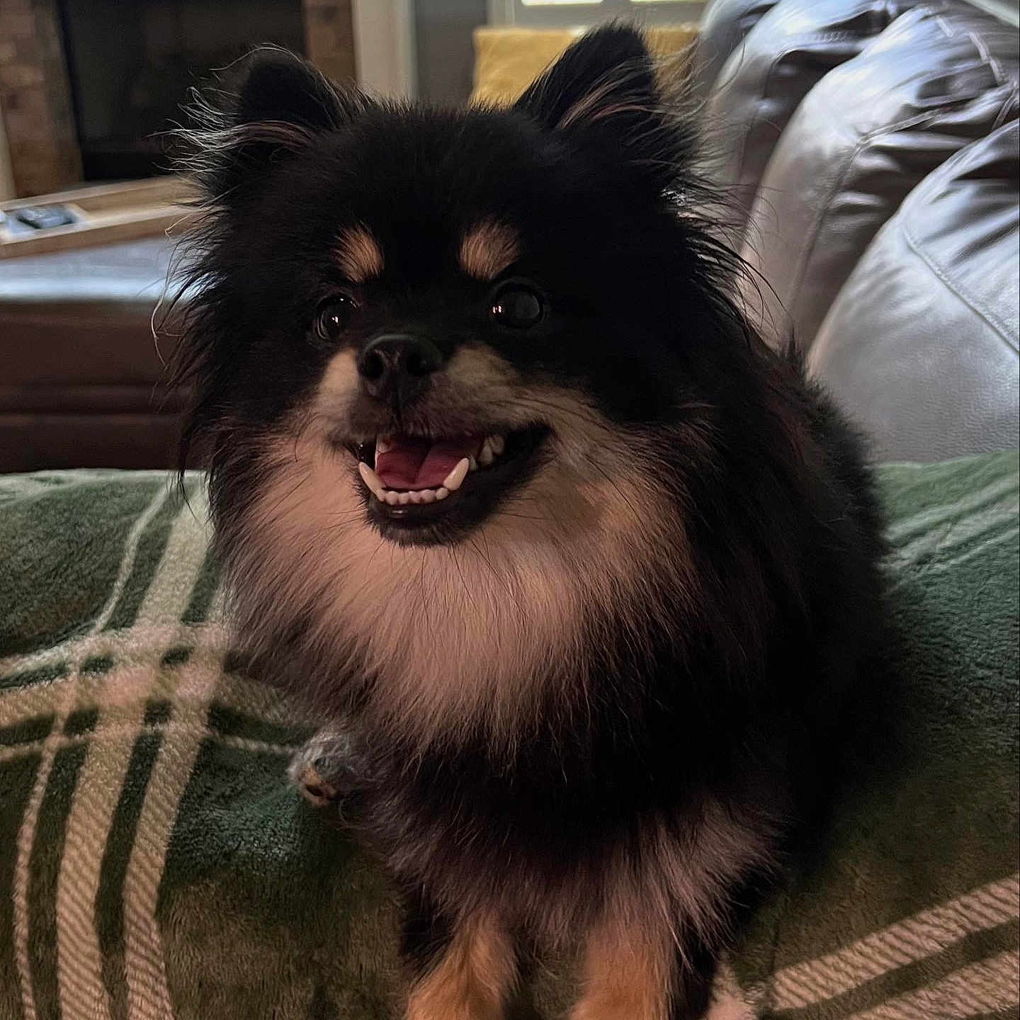 Teddy joined the competition — help win amazing prizes! animal, black_and_tan, blanket, canine, couch, cozy, cute, dog, domestic_animal, fluffy, fur, furniture, happy, indoor, living_room, pet, portrait, resting, small_dog, smiling