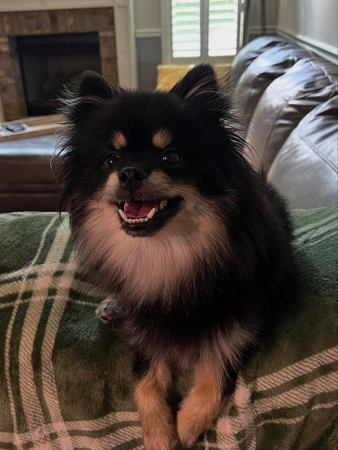 Teddy joined the competition — help win amazing prizes! dog, pet, fluffy, black_and_tan, smiling, indoor, blanket, couch, living_room, fur, cute, happy, domestic_animal, animal, canine, small_dog, portrait, resting, cozy, furniture