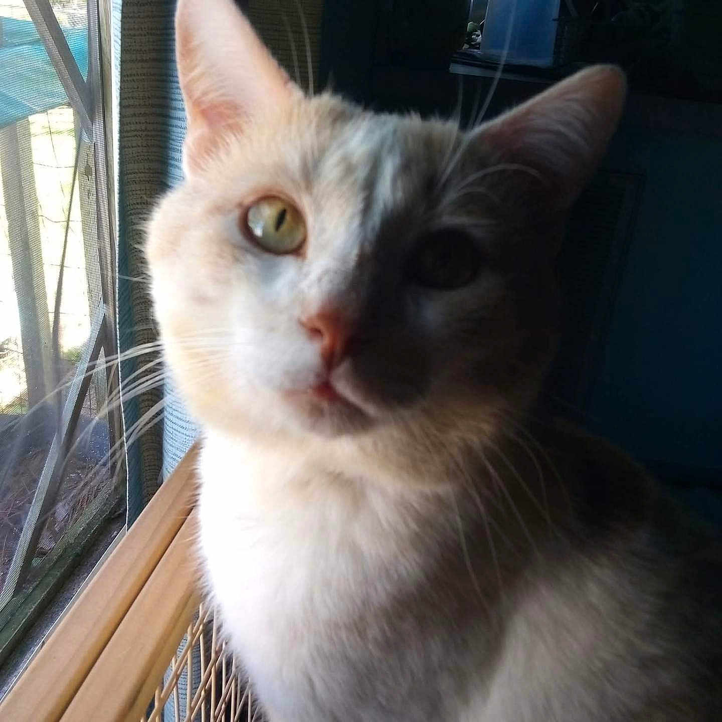 Gizmo joined the competition — help win amazing prizes! animal, cat, close_up, cozy, curious, domestic_cat, ears, face, fur, indoor, looking, natural_light, pet, portrait, quiet, resting, shadow, sunlight, whiskers, window