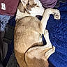 Kitty Marie is registered to the contest to win money with this photo: animal, blanket, brown, canine, closeup, comfort, cozy, curled_up, dog, fabric, fur, indoors, paw, pet, quiet, relaxation, resting, sleeping, soft, white
