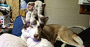 Kitty Marie is registered to the contest to win money with this photo: animal, bedroom, blanket, blue_eyes, brown_fur, dog, domestic, ears, elephant, furniture, husky, indoor, pet, pillow, plush_toy, relaxed, resting, snout, stuffed_animal, white_fur