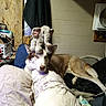 animal, bedroom, blanket, blue_eyes, brown_fur, dog, domestic, ears, elephant, furniture, husky, indoor, pet, pillow, plush_toy, relaxed, resting, snout, stuffed_animal, white_fur