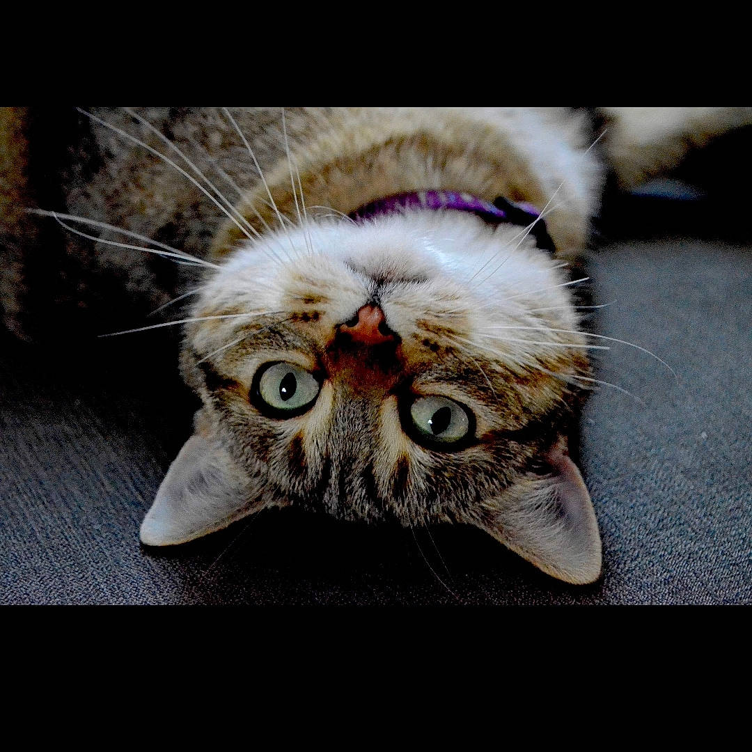 Cheeky joined the competition — help win amazing prizes! canidae, carnivore, cat, claw, domestic_short_haired_cat, ear, felidae, fur, paw, photo_caption, small_to_medium_sized_cats, snout, tail, whiskers, wood, yawn