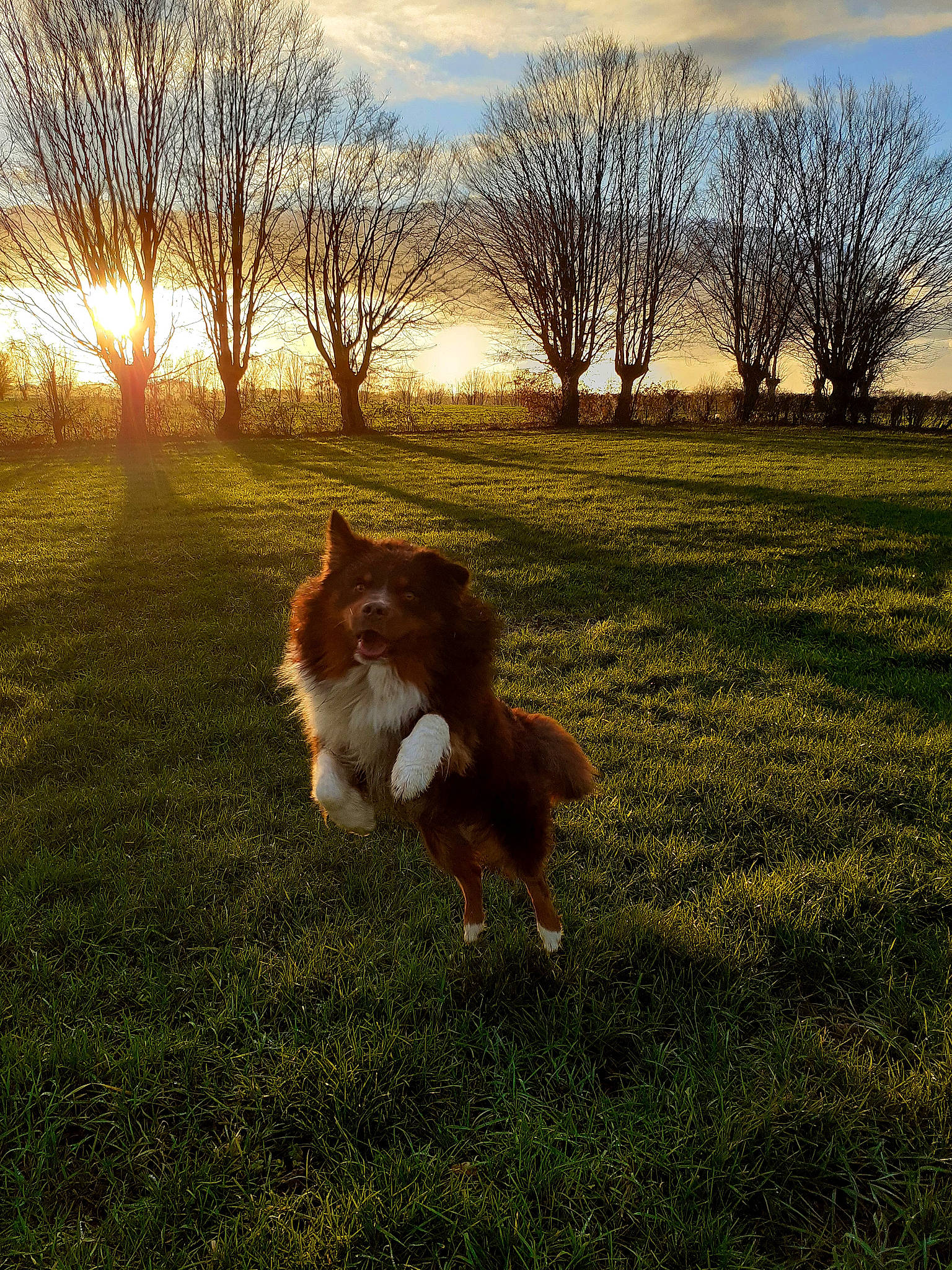 Obywan participe au concours pour gagner de l'argent avec cette photo : carnivore, cloud, collie, companion_dog, dog, dog_breed, fawn, felidae, grass, grass_family, grassland, natural_landscape, people_in_nature, plant, rough_collie, shetland_sheepdog, sky, sunlight, tints_and_shades, tree