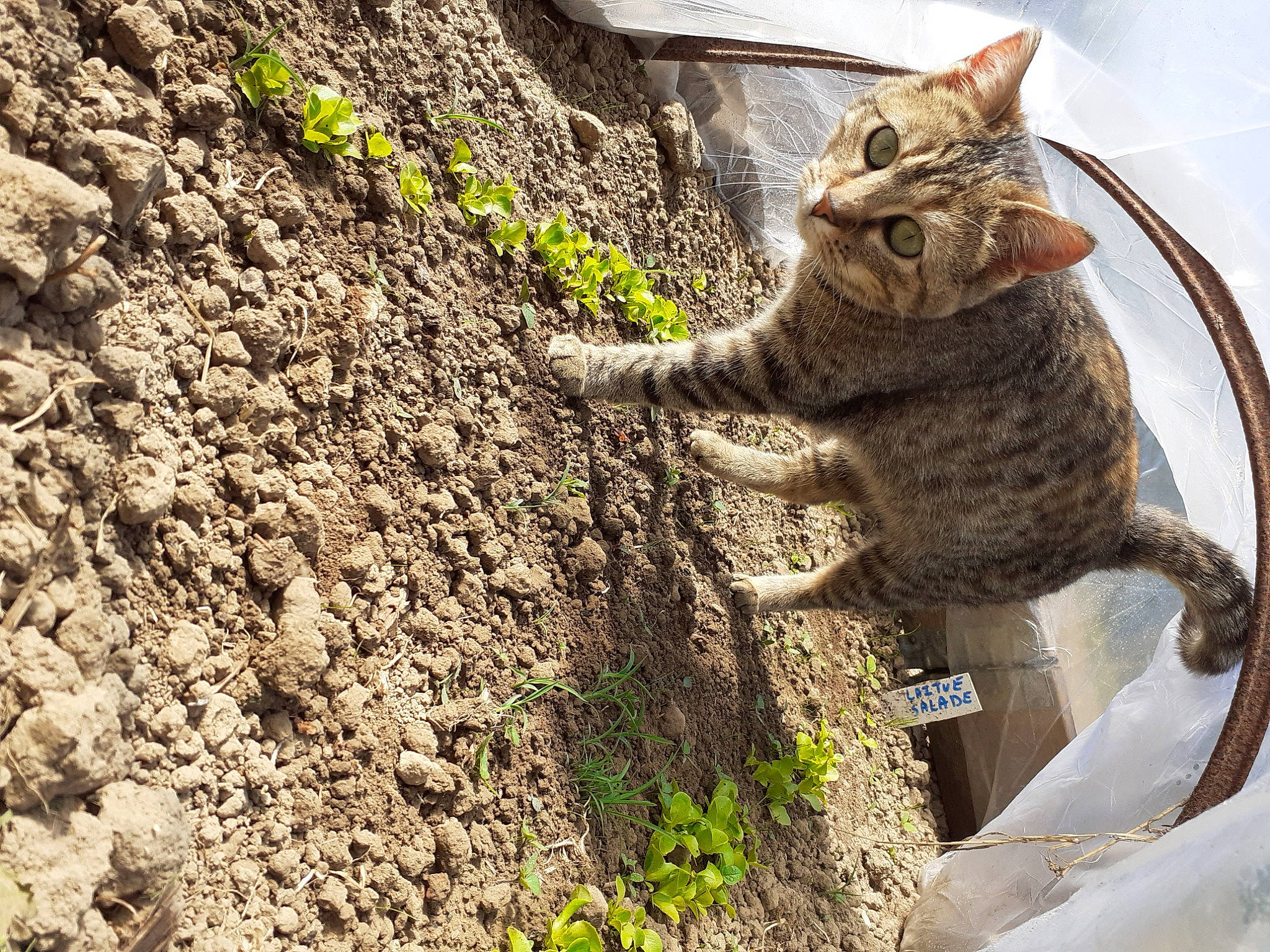 Ptit Minoux a rejoint le concours — aidez-le/la à gagner de superbes lots ! bedrock, carnivore, cat, claw, domestic_short_haired_cat, felidae, flowerpot, fur, grass, houseplant, paw, plant, small_to_medium_sized_cats, snout, soil, tail, terrestrial_animal, trunk, whiskers, wood