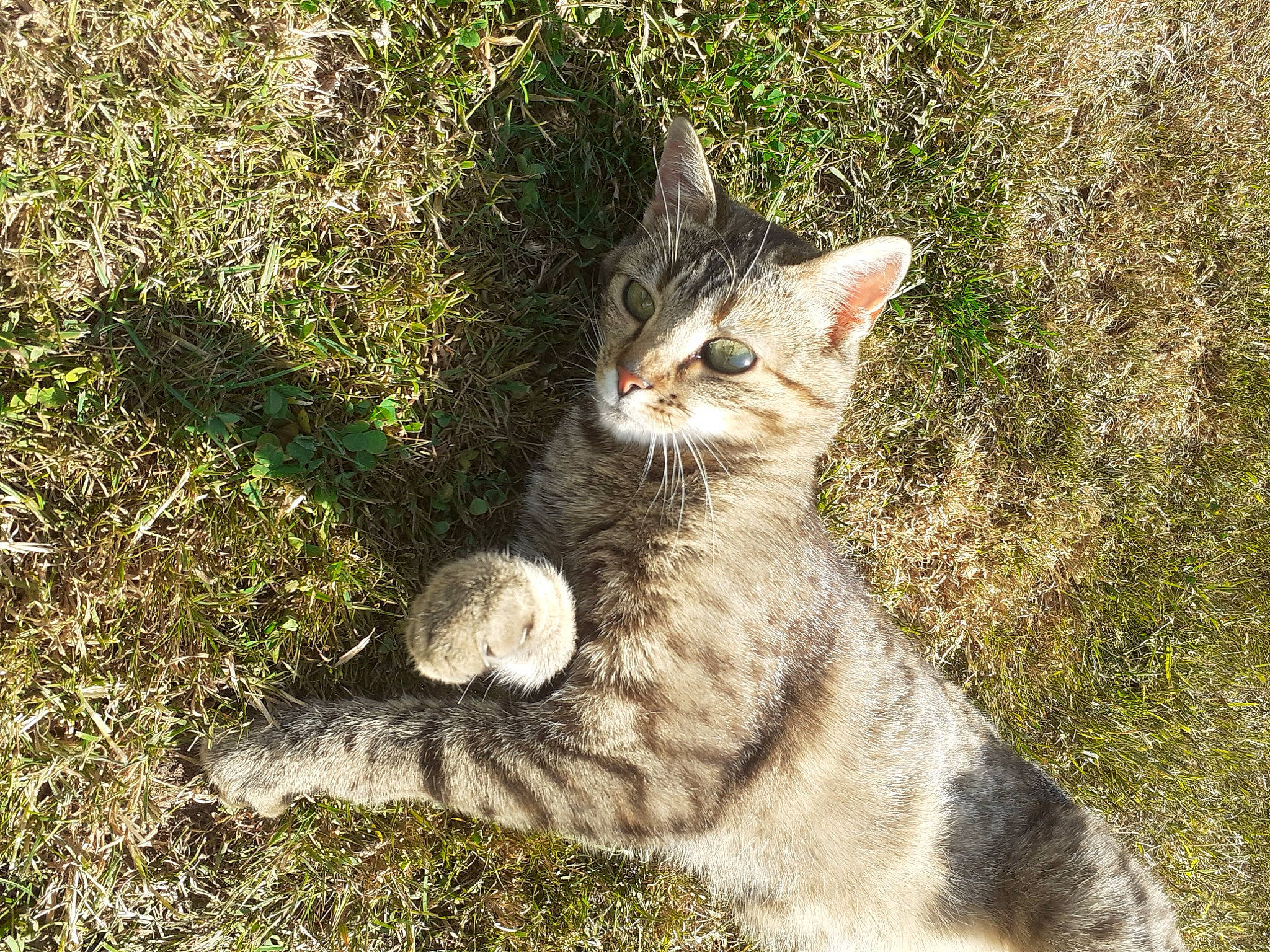 Ptit Minoux a rejoint le concours — aidez-le/la à gagner de superbes lots ! carnivore, cat, claw, domestic_short_haired_cat, fawn, felidae, fur, grass, groundcover, paw, plant, small_to_medium_sized_cats, snout, soil, tail, terrestrial_animal, tree, whiskers, wildlife