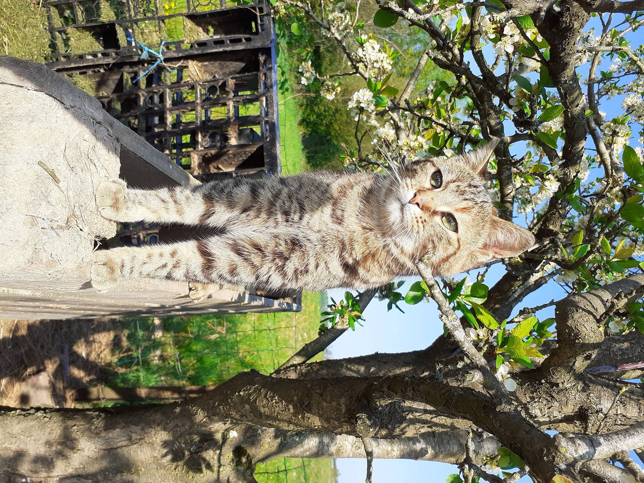 Ptit Minoux a rejoint le concours — aidez-le/la à gagner de superbes lots ! art, big_cats, branch, carnivore, cat, domestic_short_haired_cat, felidae, grass, leaf, leopard, plant, small_to_medium_sized_cats, tail, terrestrial_animal, tree, trunk, twig, whiskers, wildlife, wood