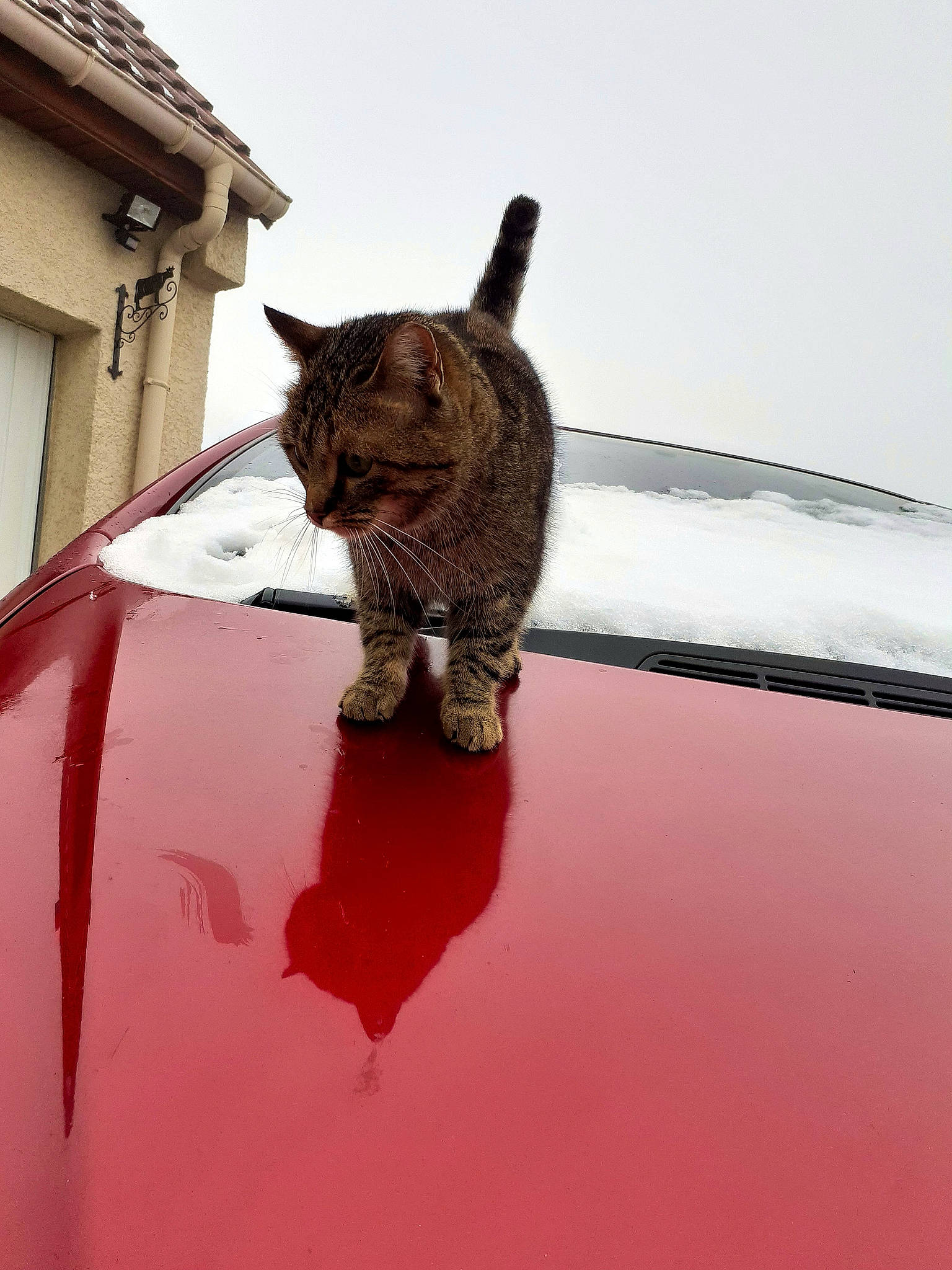 Ptit Minoux participe au concours pour gagner de l'argent avec cette photo : auto_part, automotive_exterior, automotive_lighting, building, carnivore, cat, felidae, fender, hood, motor_vehicle, roof, small_to_medium_sized_cats, tail, terrestrial_animal, vehicle, vehicle_door, whiskers, window, windscreen_wiper, windshield