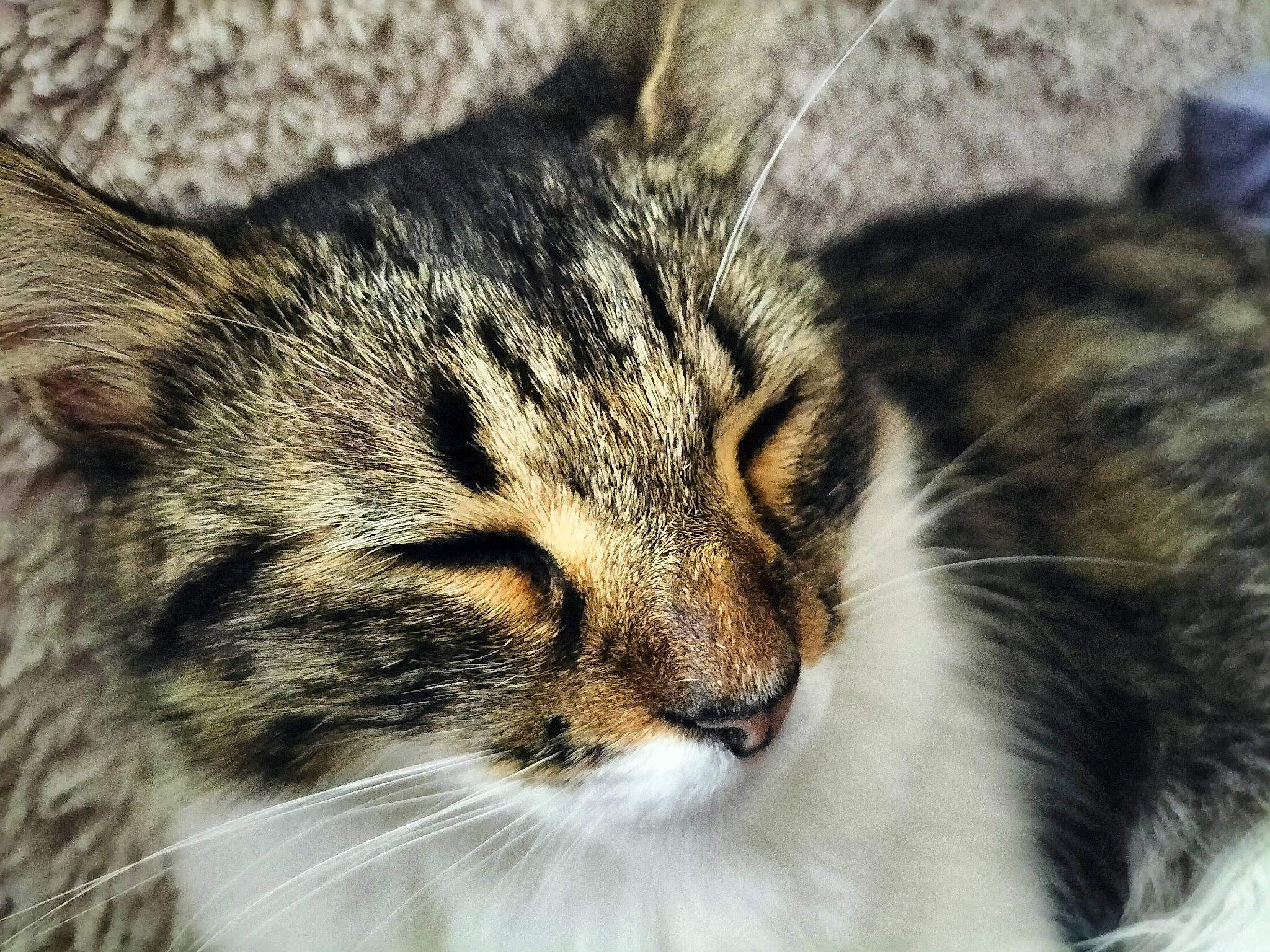 Mouimoui a rejoint le concours — aidez-le/la à gagner de superbes lots ! carnivore, cat, close_up, domestic_short_haired_cat, eye, felidae, fur, grass, paw, small_to_medium_sized_cats, snout, terrestrial_animal, whiskers, wildlife