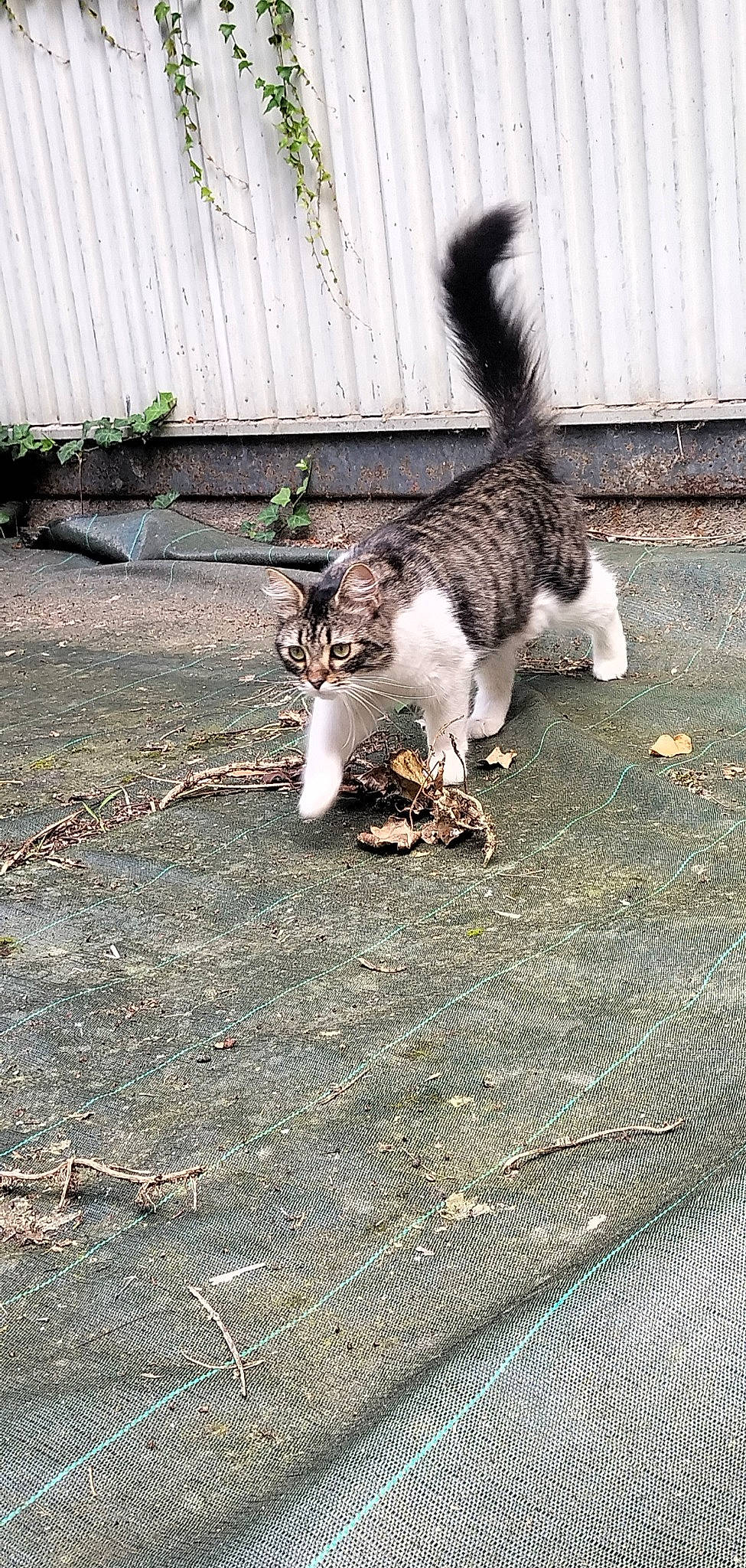 Mouimoui a rejoint le concours — aidez-le/la à gagner de superbes lots ! asphalt, canidae, carnivore, cat, domestic_short_haired_cat, fawn, felidae, grass, human_leg, paw, plant, road, road_surface, sidewalk, small_to_medium_sized_cats, soil, tail, terrestrial_animal, tree, whiskers