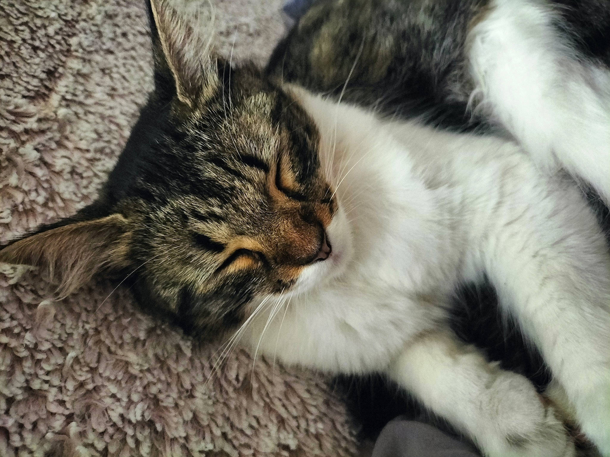 Mouimoui participe au concours pour gagner de l'argent avec cette photo : carnivore, cat, claw, comfort, domestic_short_haired_cat, felidae, fur, grass, nap, paw, sand, sleep, small_to_medium_sized_cats, snout, tail, terrestrial_animal, whiskers, wildlife, wood