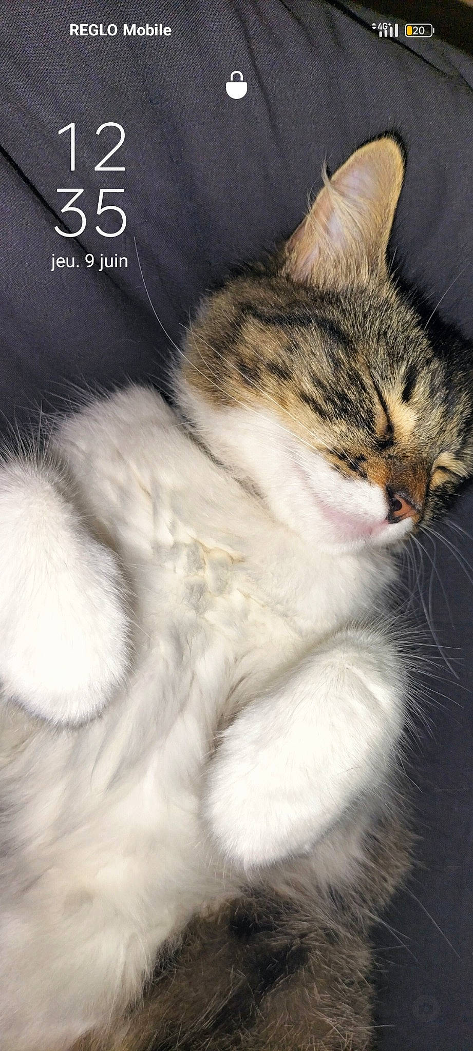 Mouimoui a rejoint le concours — aidez-le/la à gagner de superbes lots ! art, carnivore, cat, claw, domestic_short_haired_cat, felidae, fur, grass, paw, photo_caption, small_to_medium_sized_cats, snout, tail, whiskers, window