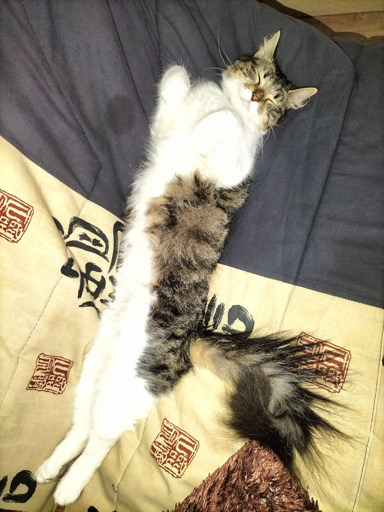 Mouimoui a rejoint le concours — aidez-le/la à gagner de superbes lots ! animal_product, carnivore, cat, comfort, domestic_short_haired_cat, fashion_accessory, felidae, font, fur, hat, linens, paw, sleeve, small_to_medium_sized_cats, tail, textile, thigh, tree, whiskers, wrist