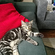 Mogwai is registered to the contest to win money with this photo: kitten, cat, tabby, couch, red_pillow, living_room, relaxed, furniture, pet, indoor, fur, whiskers, paw, striped, cozy, home, animal, resting, cute, domestic