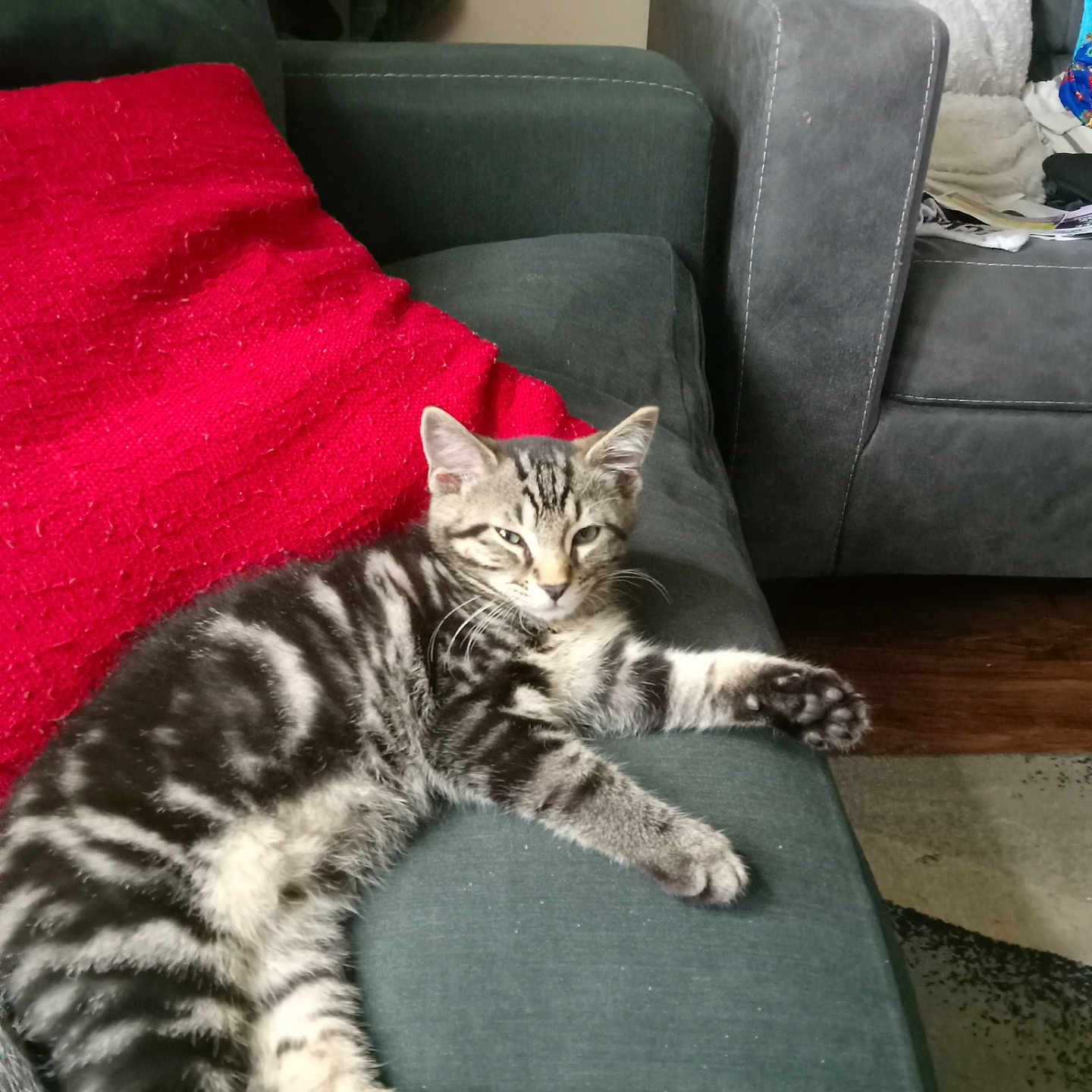 Mogwai is registered to the contest to win money with this photo: animal, cat, couch, cozy, cute, domestic, fur, furniture, home, indoor, kitten, living_room, paw, pet, red_pillow, relaxed, resting, striped, tabby, whiskers