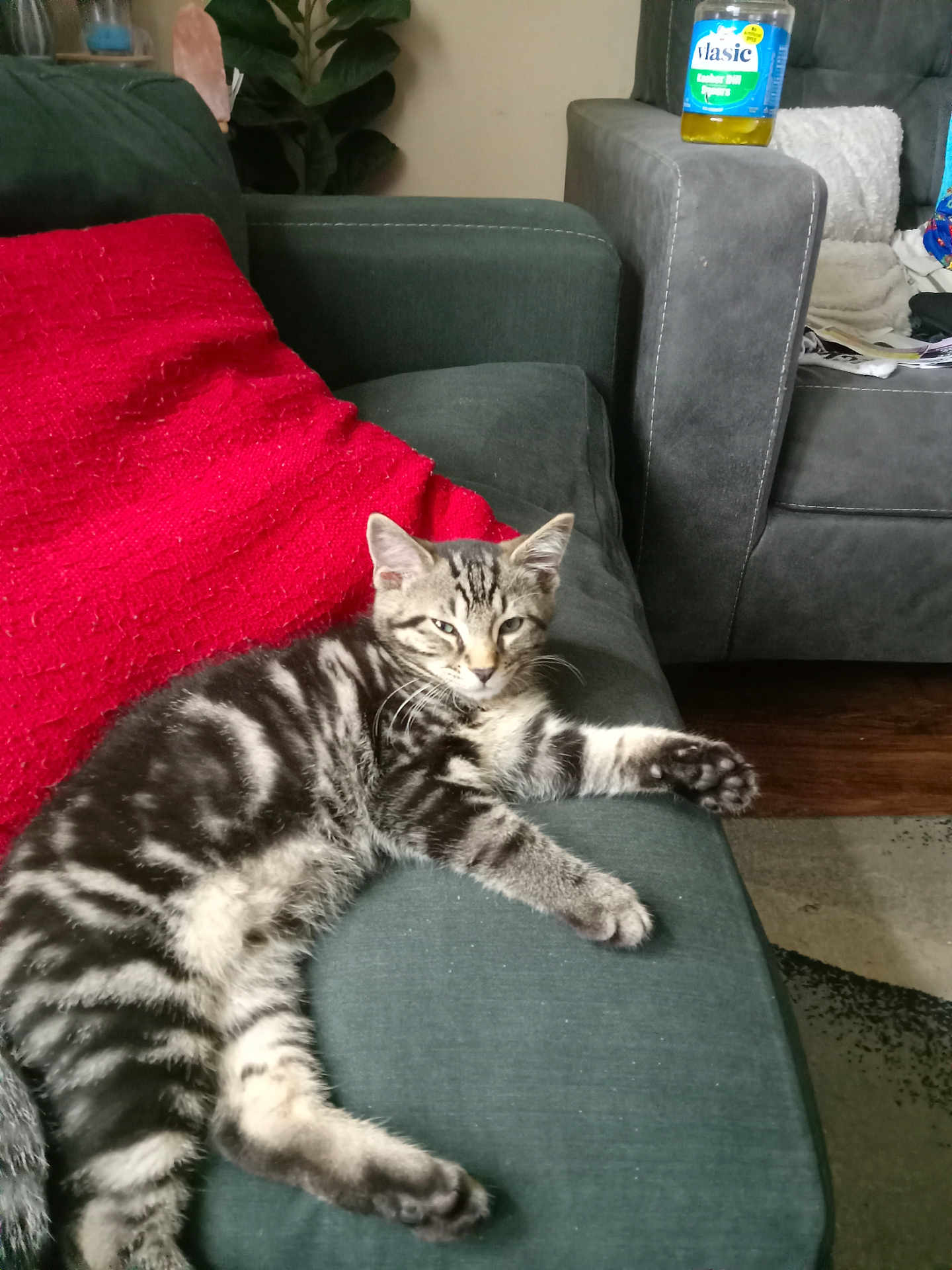 Mogwai is registered to the contest to win money with this photo: kitten, cat, tabby, couch, red_pillow, living_room, relaxed, furniture, pet, indoor, fur, whiskers, paw, striped, cozy, home, animal, resting, cute, domestic
