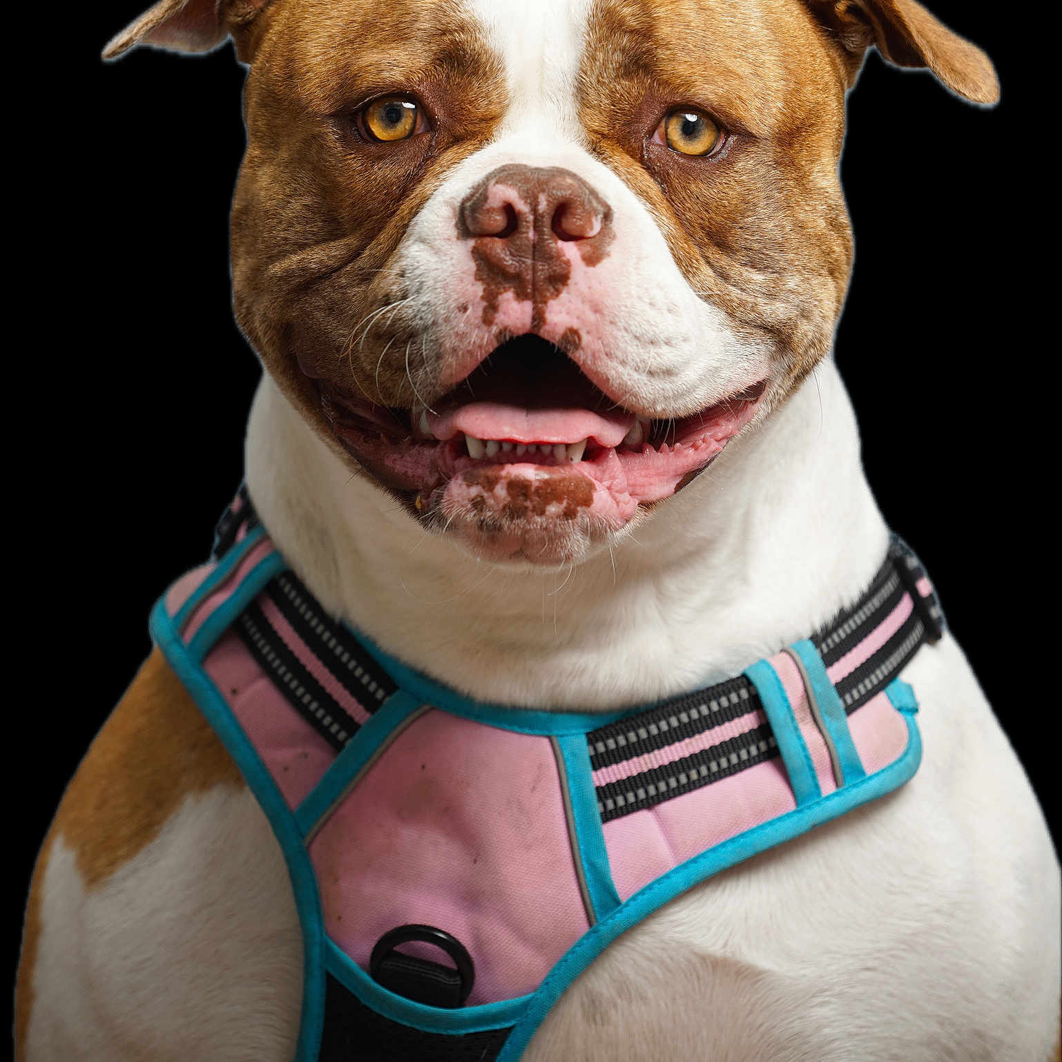 Vegas a rejoint le concours — aidez-le/la à gagner de superbes lots ! dog, pet, animal, brown, white, harness, pink, turquoise, portrait, studio, black_background, happy, smiling, closeup, ears, eyes, mouth, tongue, fur, cute