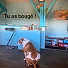 dog, brown_and_white, sitting, wooden_floor, blue_furniture, clock, stuffed_animals, wall_art, interior, room, light_bulb, shelf, books, pen_holder, chair, text_overlay, playful, pet, home, calm