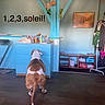 Vegas a rejoint le concours — aidez-le/la à gagner de superbes lots ! dog, brown_and_white, dresser, blue, clock, wooden_beam, stuffed_toys, wall_painting, flooring, room_interior, cabinet, shelf, clothing_rack, books, household_items, text_overlay, indoor, waiting, playful, decor