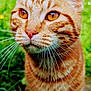 cat, orange_tabby, whiskers, close_up, fur, animal, pet, outdoor, greenery, nature, eyes, face, portrait, mammal, cute, feline, domestic_cat, whisker, nose, curious