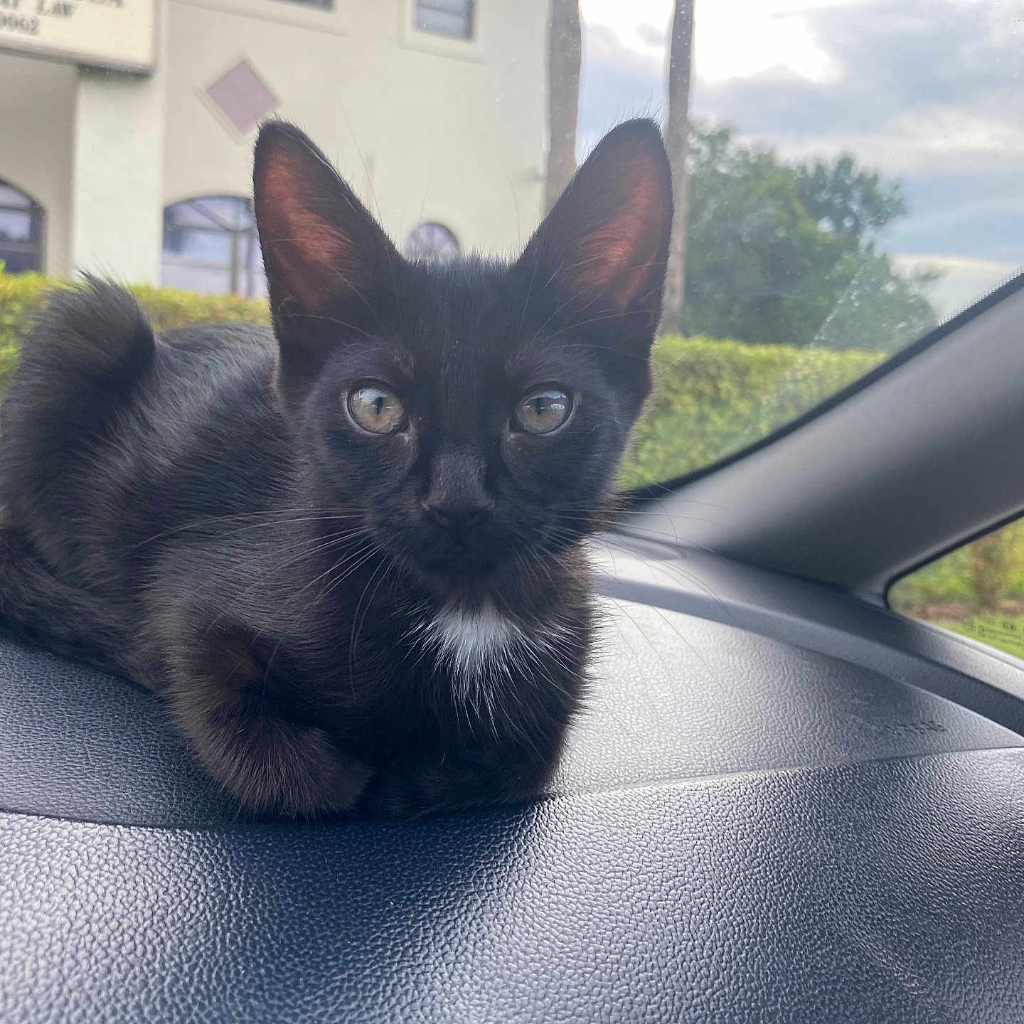 Binx joined the competition — help win amazing prizes! alloywheel, animal, architecture, blackcat, building, car, carwheel, cat, city, kitten, machine, manx, outdoors, pet, shelter, siamese, spoke, transportation, urban, vehicle