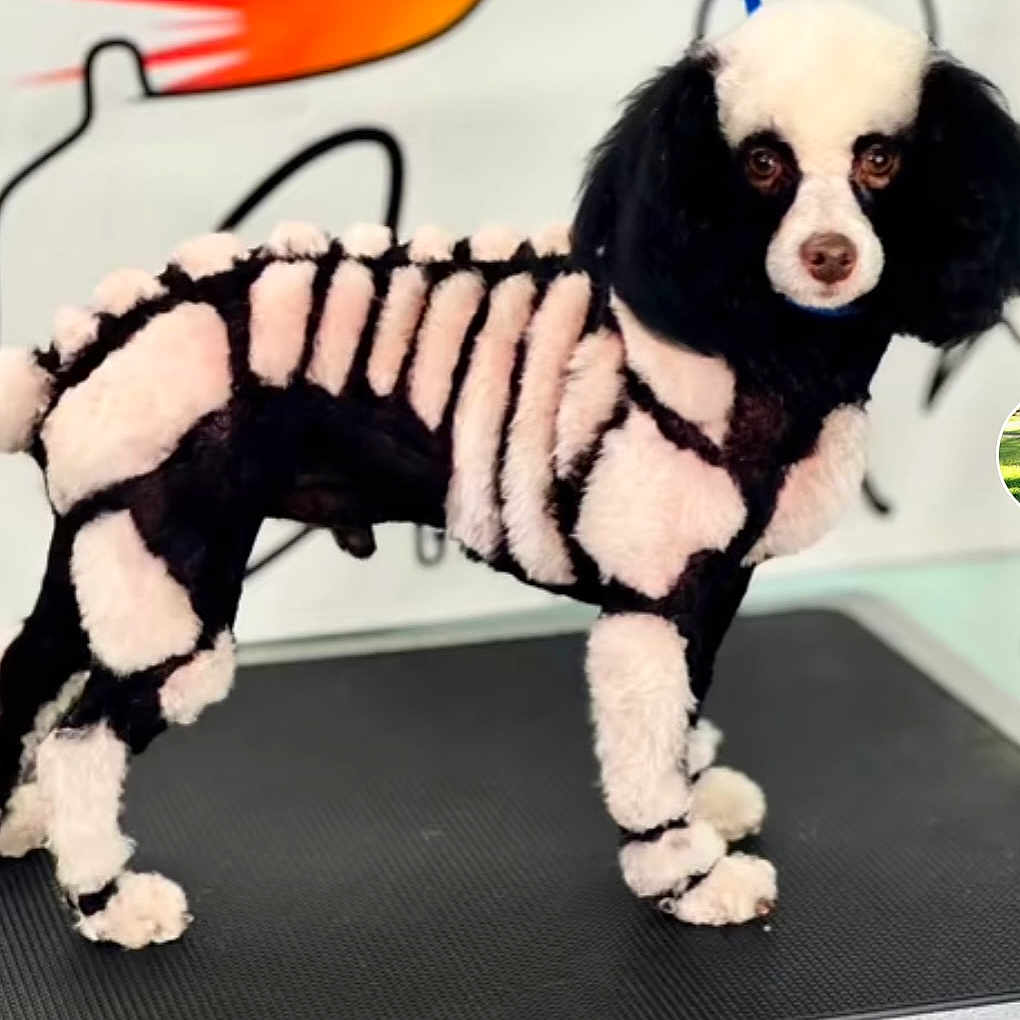 Bailey is registered to the contest to win money with this photo: animal, canine, dog, dogbed, festival, food, foodpresentation, pet, poodle, puppy, toy