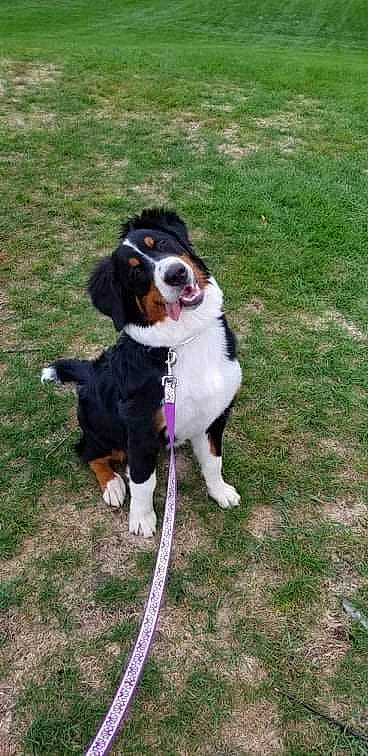 Harley joined the competition — help win amazing prizes! art, bernese_mountain_dog, carnivore, collar, companion_dog, dog, dog_breed, dog_collar, dog_supply, door, fawn, grass, hunting_dog, leash, plant, snout, sporting_group, tail, working_animal, working_dog