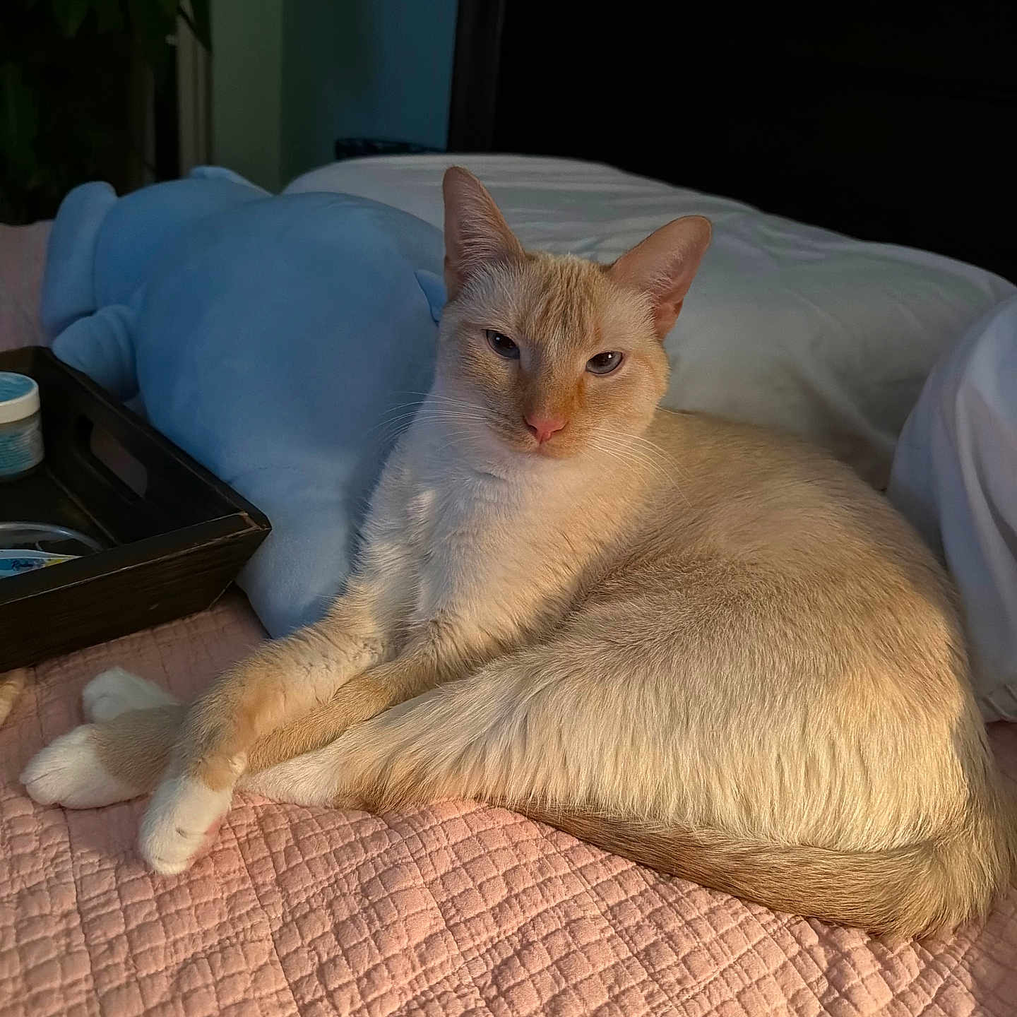 E.e. joined the competition — help win amazing prizes! cat, cream_colored, bedroom, plush_toy, pink_quilt, wooden_tray, relaxed, sleepy, indoor, pet, feline, cozy, soft_lighting, quilted, lying_down, animal, houseplant, furniture, bed, resting