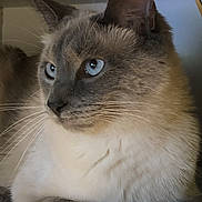 Casper joined the competition — help win amazing prizes! cat, blue_eyes, fur, whiskers, resting, close_up, indoor, shelf, calm, pet, animal, feline, cute, portrait, soft_light, domestic, paw, ears, face, relaxed