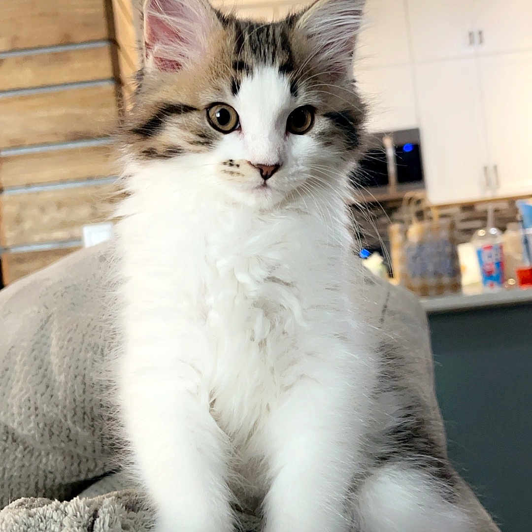 Willow joined the competition — help win amazing prizes! abyssinian, angora, animal, bed, bedroom, blanket, cat, couch, furniture, hardwood, homedecor, indoors, kitten, linen, manx, pet, room, shelf, siamese, wood