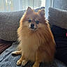 adorable, black_nose, blanket, companion_animal, couch, curtains, dog, fluffy, indoors, living_room, long_hair, orange_fur, pet, pointed_ears, pomeranian, portrait, sitting, small_dog, sofa, window