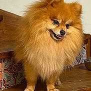 Tim participe au concours pour gagner de l'argent avec cette photo : dog, pomeranian, pet, fluffy, fur, tongue_out, small_dog, canine, indoor, wooden_bench, decorative_tiles, paws, close_up, portrait, brown_fur, expressive_eyes, nose, whiskers, standing, adorable