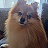 animal, black_nose, brown_fur, canine, close_up, couch, curtains, cute, dog, fluffy, indoors, long_hair, orange_fur, pet, pomeranian, portrait, sitting, small_dog, sunlight, window