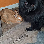 Assouad participe au concours pour gagner de l'argent avec cette photo : animal, black_dog, brown_rabbit, closeup, companion, corner, cozy, curious, cute, dog, domestic, ears, floor, friendship, fur, home, indoor, pet, rabbit, wooden_floor