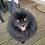 Assouad a rejoint le concours — aidez-le/la à gagner de superbes lots ! animal, black_dog, canine, companion, cute, dog, domestic_animal, fluffy, friendly, fur, happy, looking_up, outdoor, pet, poofy_coat, portrait, small_dog, smiling, tongue_out, wooden_deck