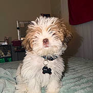 Kiko joined the competition — help win amazing prizes! puppy, dog, fluffy, white_fur, brown_fur, sitting, bed, blanket, collar, pet_tag, indoor, bedroom, portrait, cute, small_dog, long_hair, shaggy, companion_animal, adorable, home