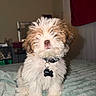 puppy, dog, fluffy, white_fur, brown_fur, sitting, bed, blanket, collar, pet_tag, indoor, bedroom, portrait, cute, small_dog, long_hair, shaggy, companion_animal, adorable, home