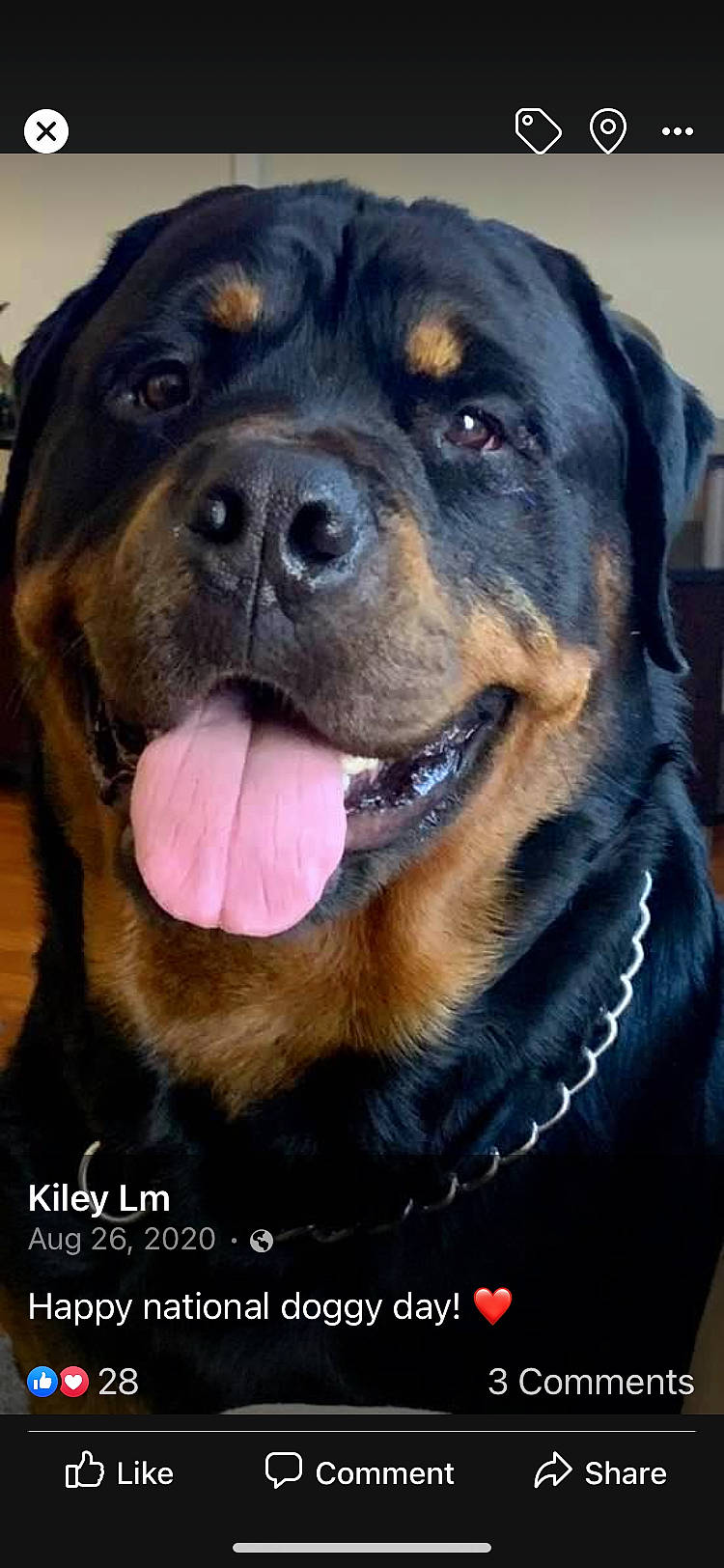 Razorbear joined the competition — help win amazing prizes! ancient_dog_breeds, canidae, carnivore, collar, companion_dog, dog, dog_breed, fawn, fur, gaddi_kutta, giant_dog_breed, guard_dog, hunting_dog, rottweiler, sporting_group, whiskers, working_animal, working_dog