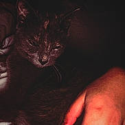 Billie participe au concours pour gagner de l'argent avec cette photo : abyssinian, animal, baby, blackcat, blanket, bodypart, cat, couch, ear, finger, furniture, hand, holdinghands, kitten, manx, mouth, person, pet, sleeping, wrist