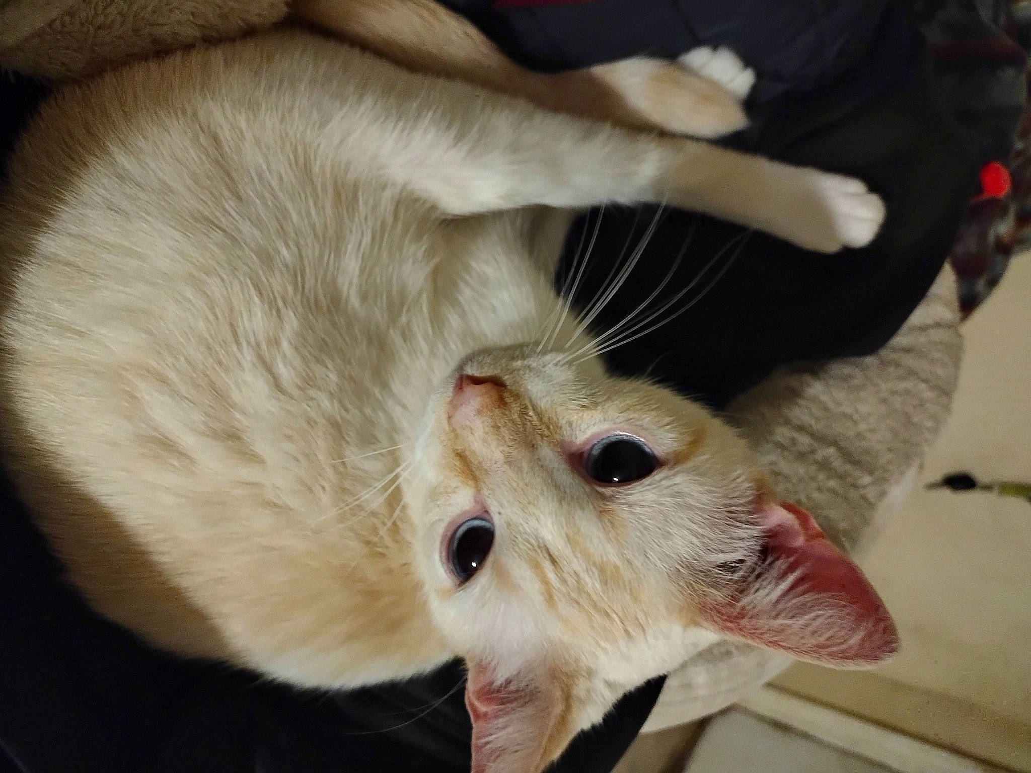 Jasper joined the competition — help win amazing prizes! carnivore, cat, claw, comfort, domestic_short_haired_cat, ear, fawn, felidae, fur, paw, small_to_medium_sized_cats, snout, tail, terrestrial_animal, whiskers