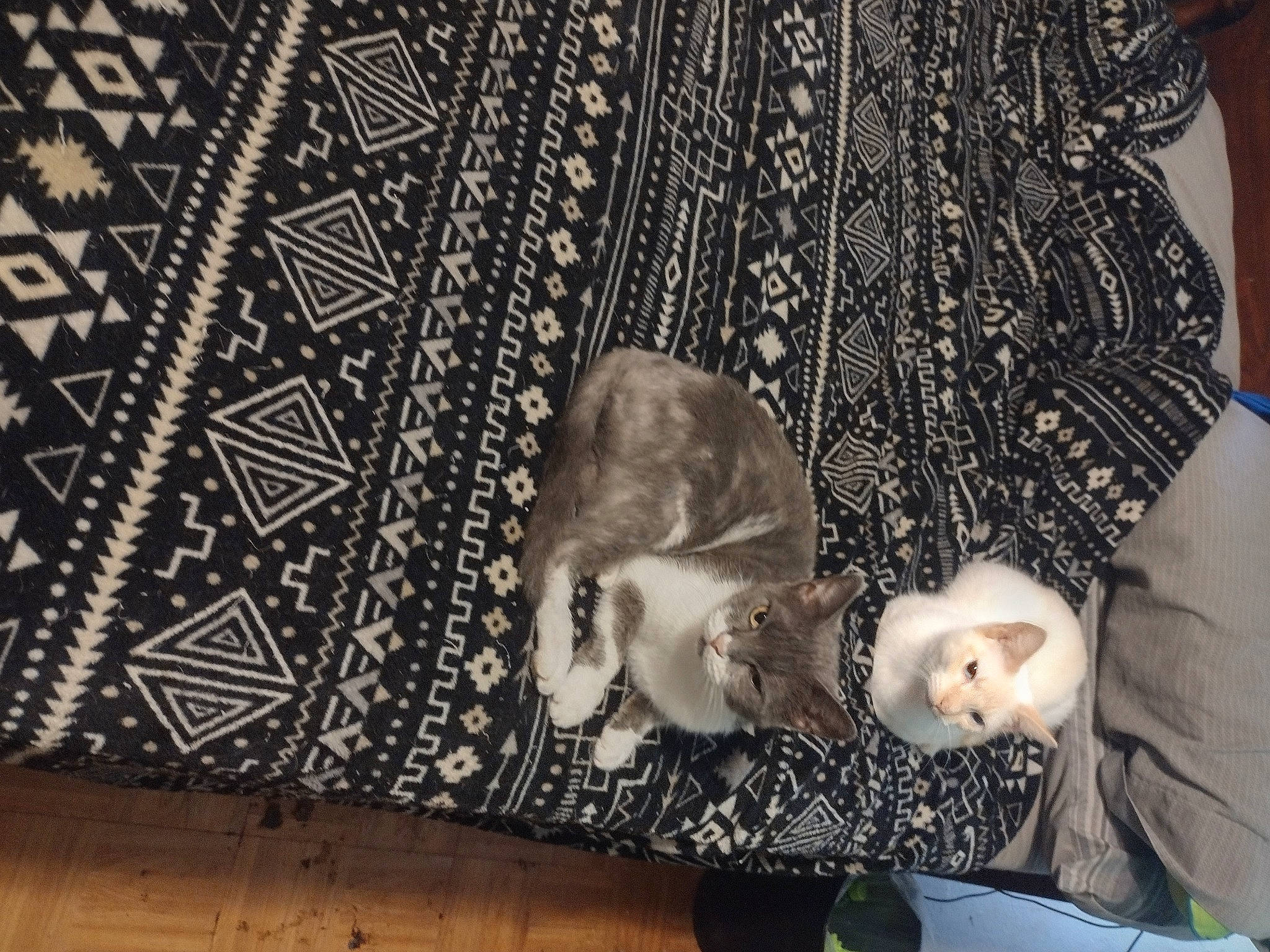 Jasper joined the competition — help win amazing prizes! black, carpet, child, fashion_accessory, flooring, fur, linens, metal, monochrome, monochrome_photography, motif, pattern, room, rug, sitting, textile, visual_arts, wallpaper, wood, woven_fabric